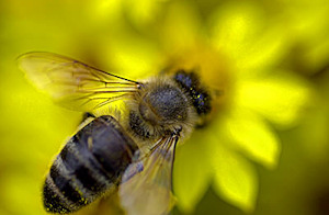 mesilane